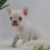 Image of Grace, a French Bulldog puppy