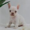 Image of Grace, a French Bulldog puppy