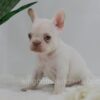 Image of Grace, a French Bulldog puppy