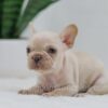 Image of Grant, a French Bulldog puppy