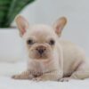 Image of Grant, a French Bulldog puppy