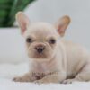 Image of Grant, a French Bulldog puppy