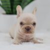 Image of Grant, a French Bulldog puppy