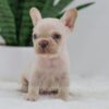 Image of Grant, a French Bulldog puppy