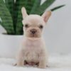 Image of Grant, a French Bulldog puppy