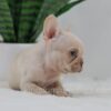 Image of Grant, a French Bulldog puppy