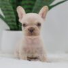 Image of Grant, a French Bulldog puppy