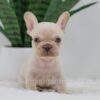 Image of Grant, a French Bulldog puppy