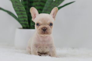 Image of Grant, a French Bulldog puppy