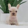 Image of Grant, a French Bulldog puppy