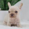 Image of Grant, a French Bulldog puppy