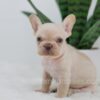 Image of Grant, a French Bulldog puppy