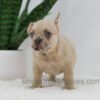 Image of Hadley, a French Bulldog puppy
