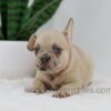Image of Hadley, a French Bulldog puppy