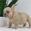 Image of Hadley, a French Bulldog puppy