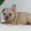 Image of Hadley, a French Bulldog puppy