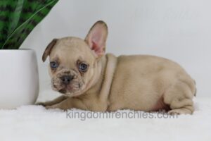 Image of Hadley, a French Bulldog puppy