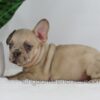 Image of Hadley, a French Bulldog puppy