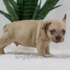 Image of Hadley, a French Bulldog puppy