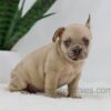 Image of Hadley, a French Bulldog puppy