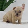 Image of Hadley, a French Bulldog puppy