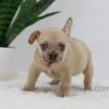 Image of Hadley, a French Bulldog puppy