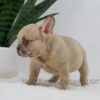 Image of Hadley, a French Bulldog puppy