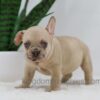 Image of Hadley, a French Bulldog puppy
