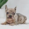 Image of Hank, a French Bulldog puppy