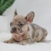 Image of Hank, a French Bulldog puppy