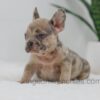 Image of Hank, a French Bulldog puppy