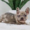Image of Hank, a French Bulldog puppy
