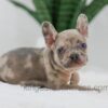Image of Hank, a French Bulldog puppy