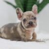 Image of Hank, a French Bulldog puppy
