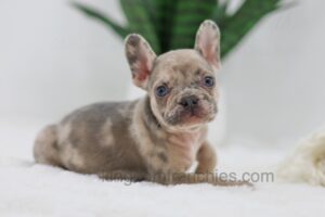 Image of Hank, a French Bulldog puppy