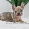 Image of Hank, a French Bulldog puppy