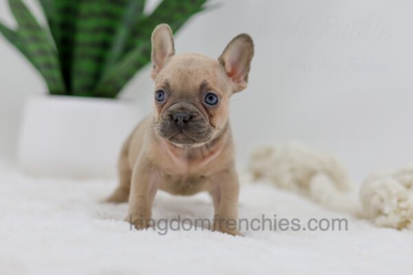 Image of Hannah, a French Bulldog puppy
