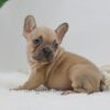 Image of Hannah, a French Bulldog puppy