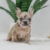 Image of Hayley, a French Bulldog puppy