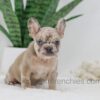 Image of Hayley, a French Bulldog puppy