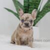 Image of Hayley, a French Bulldog puppy