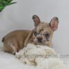 Image of Hayley, a French Bulldog puppy