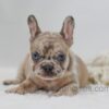 Image of Hayley, a French Bulldog puppy
