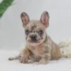 Image of Hayley, a French Bulldog puppy