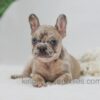 Image of Hayley, a French Bulldog puppy