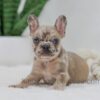Image of Hayley, a French Bulldog puppy