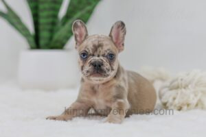 Image of Hayley, a French Bulldog puppy
