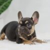 Image of Helen, a French Bulldog puppy