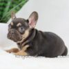 Image of Helen, a French Bulldog puppy