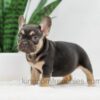 Image of Helen, a French Bulldog puppy